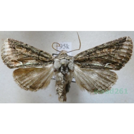 Allophyes corsica (Spuler, 1905) Italy, Sardynia95k